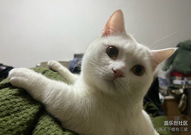 【身边的小动物】我爱世界杯