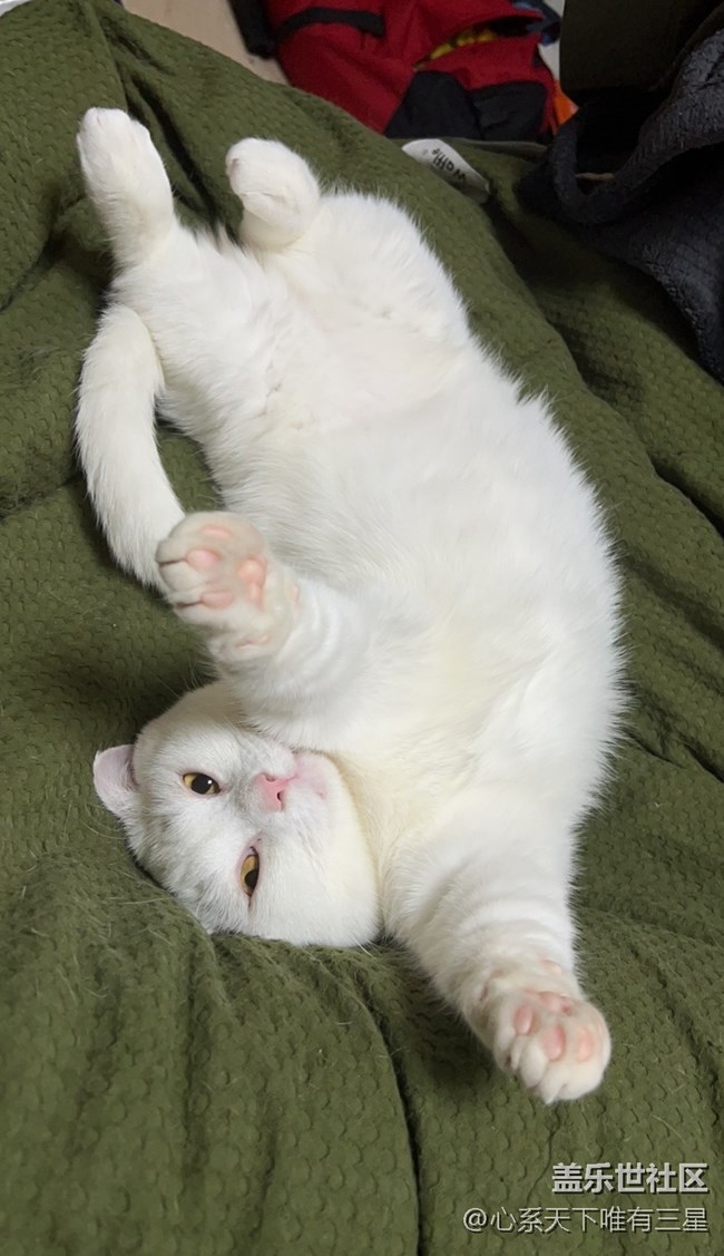 【身边的小动物】我爱世界杯