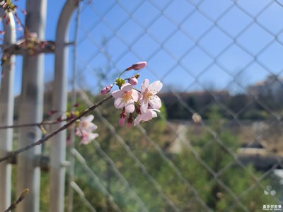 樱你可爱