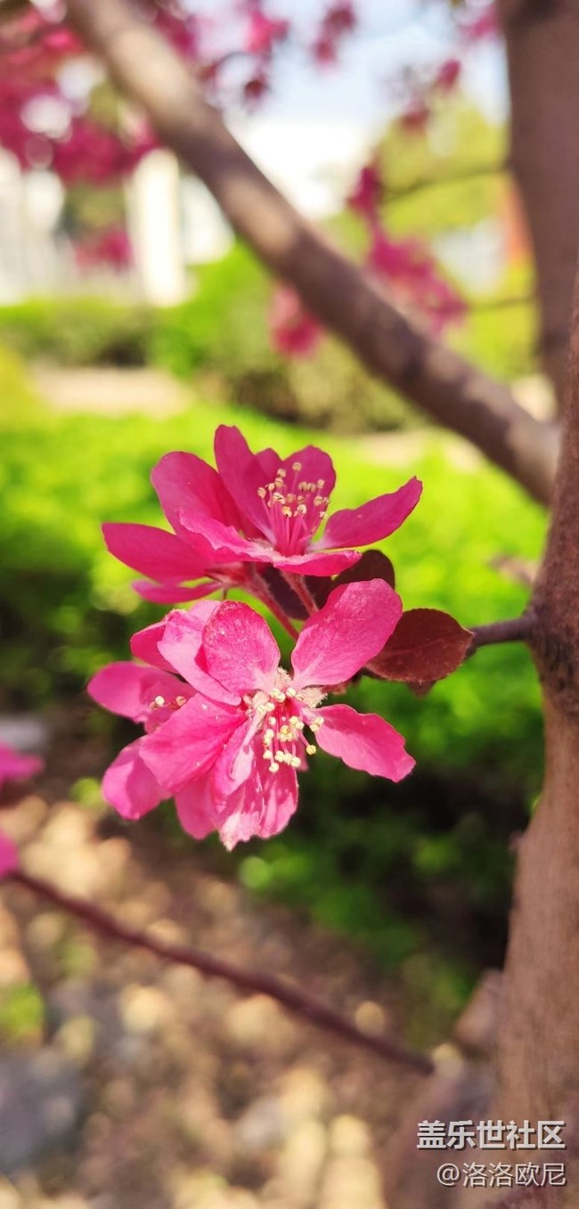 【嫩芽与春花】月季嫩芽，期待春花