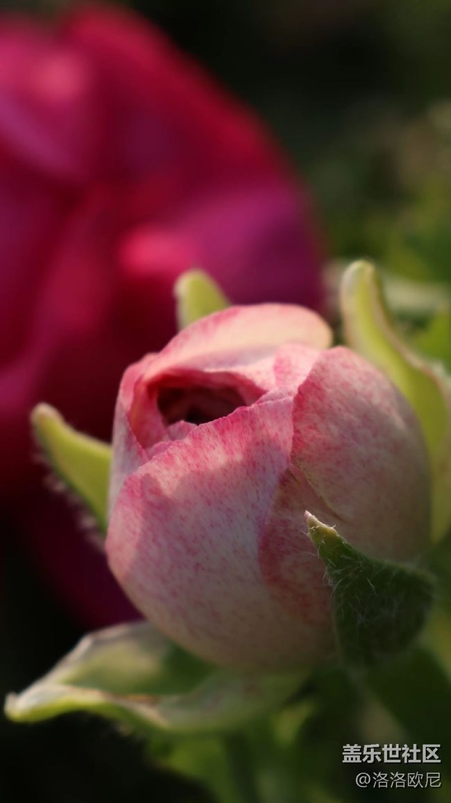 【嫩芽与春花】月季嫩芽，期待春花