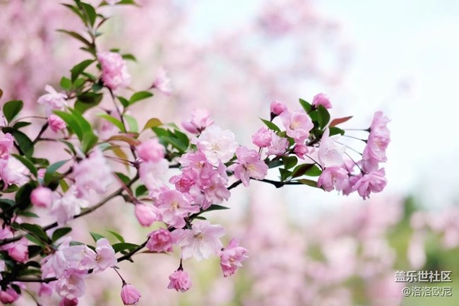 【嫩芽与春花】月季嫩芽，期待春花