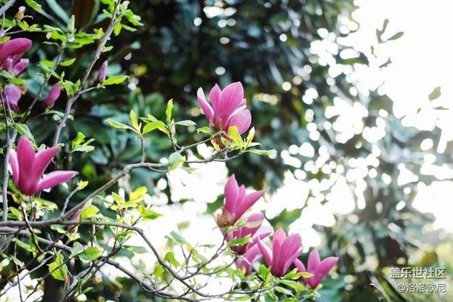 【嫩芽与春花】月季嫩芽，期待春花
