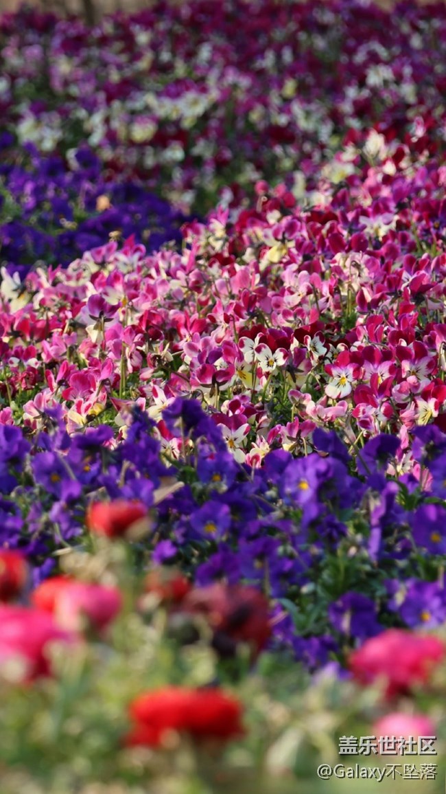 【嫩芽与春花】生生不息