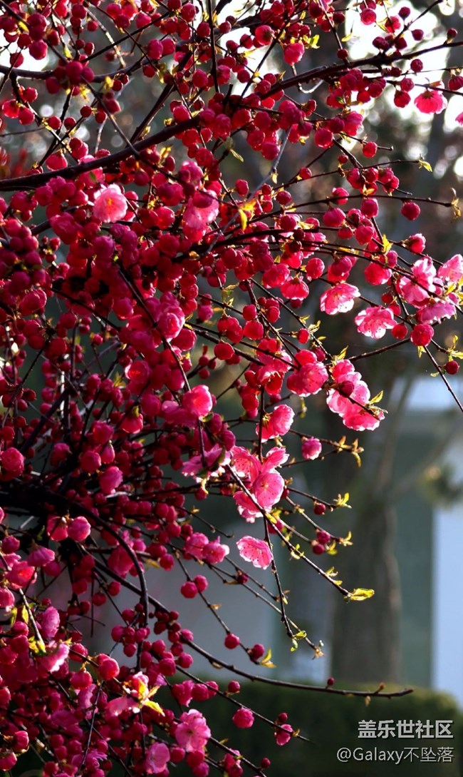 【嫩芽与春花】生生不息