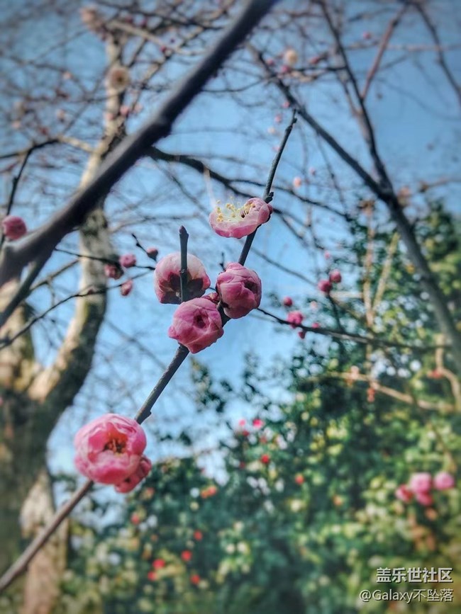 【嫩芽与春花】生生不息
