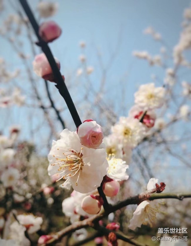 【嫩芽与春花】生生不息