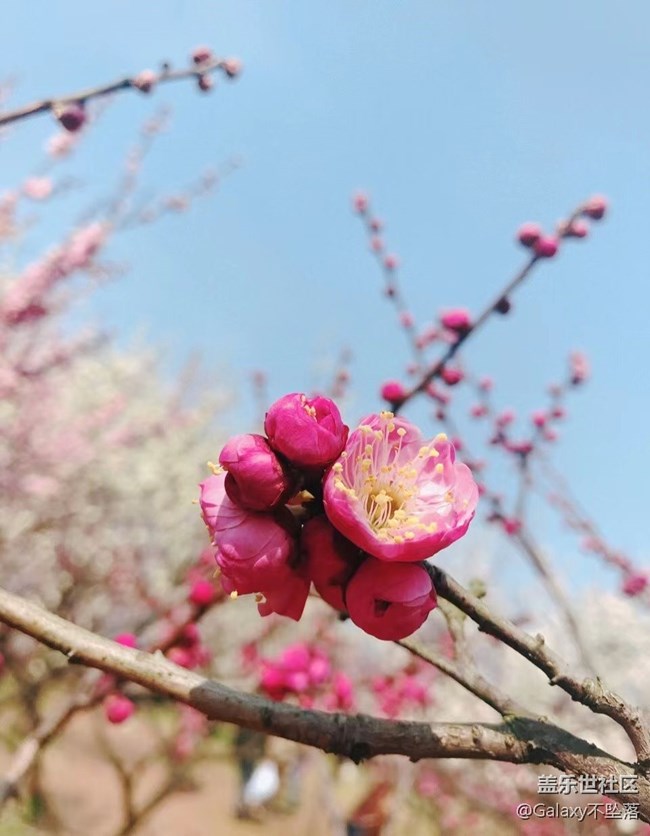 【嫩芽与春花】生生不息