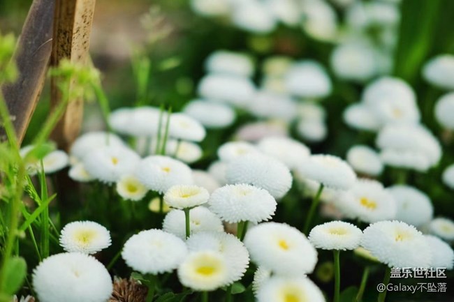 【嫩芽与春花】生生不息