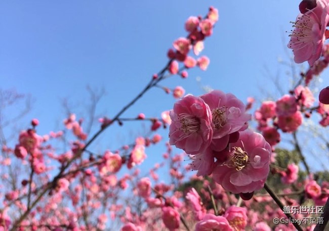 【嫩芽与春花】生生不息