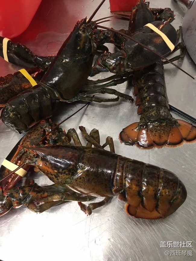 【身边的小动物】大龙虾