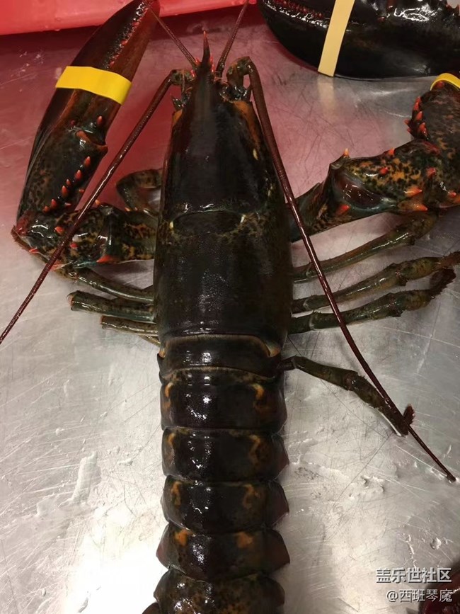 【身边的小动物】大龙虾