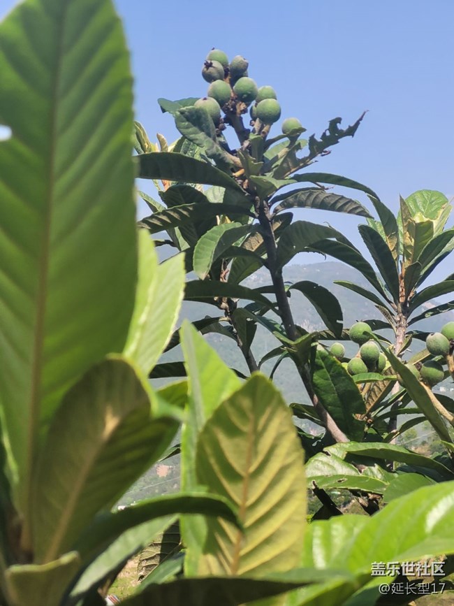 《不负春光》枇杷