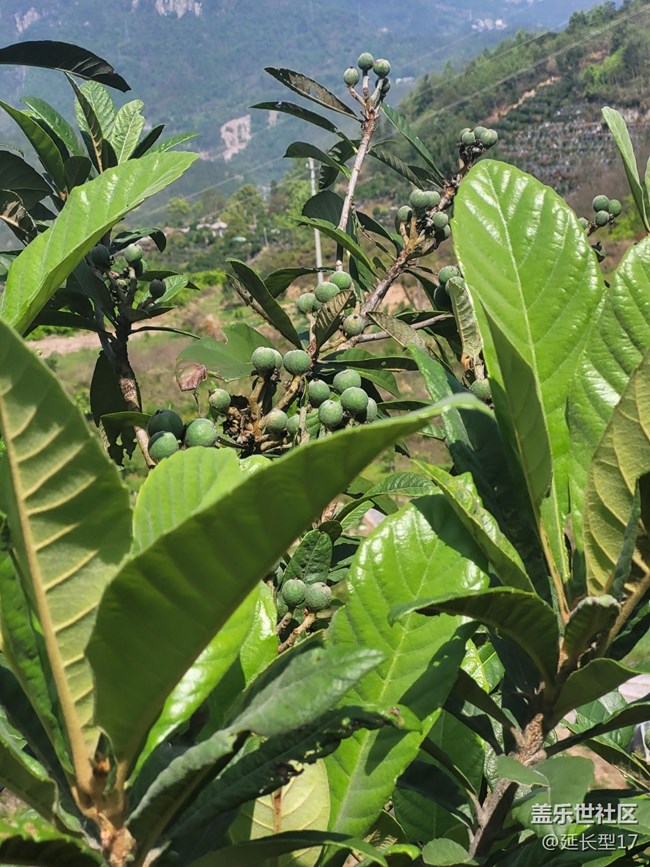《不负春光》枇杷