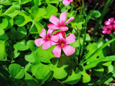 【四月物语】+寻找美好