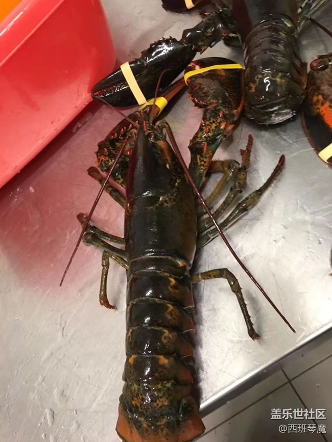 【身边的小动物】大龙虾