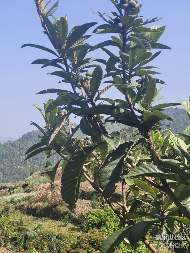 《不负春光》枇杷