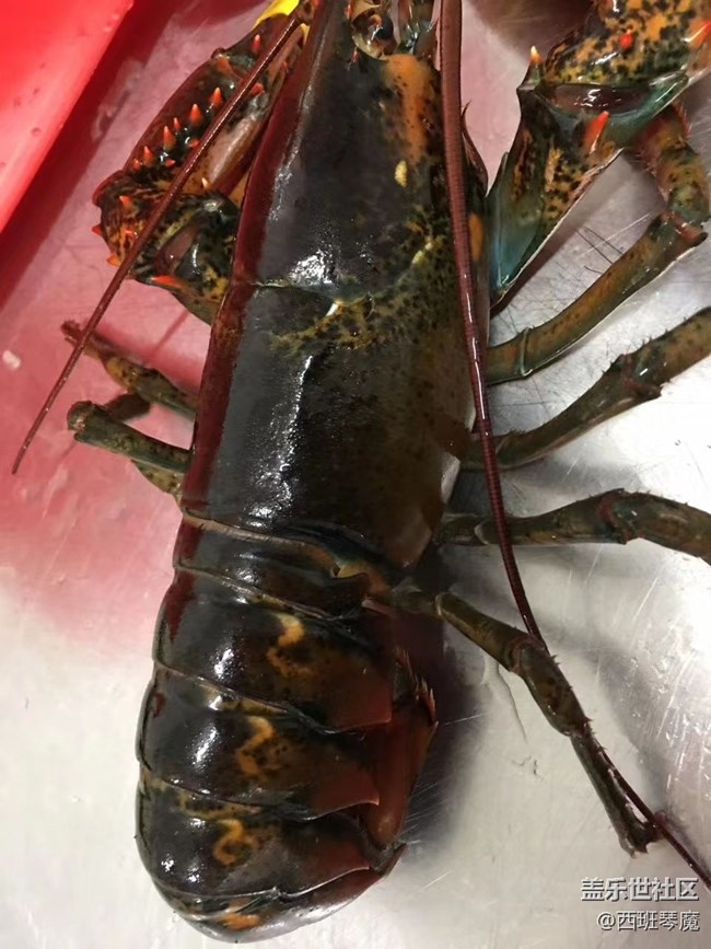 【身边的小动物】大龙虾