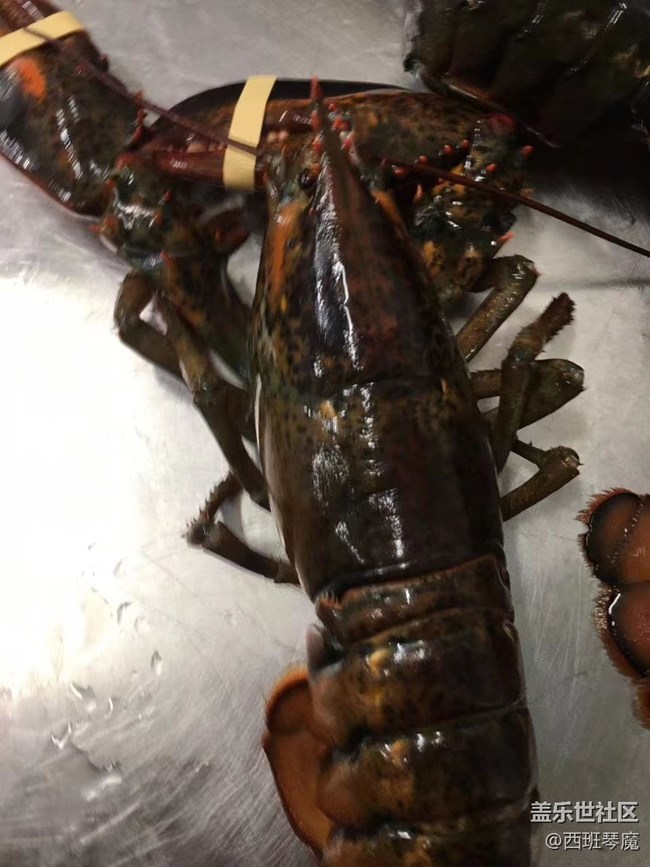 【身边的小动物】大龙虾