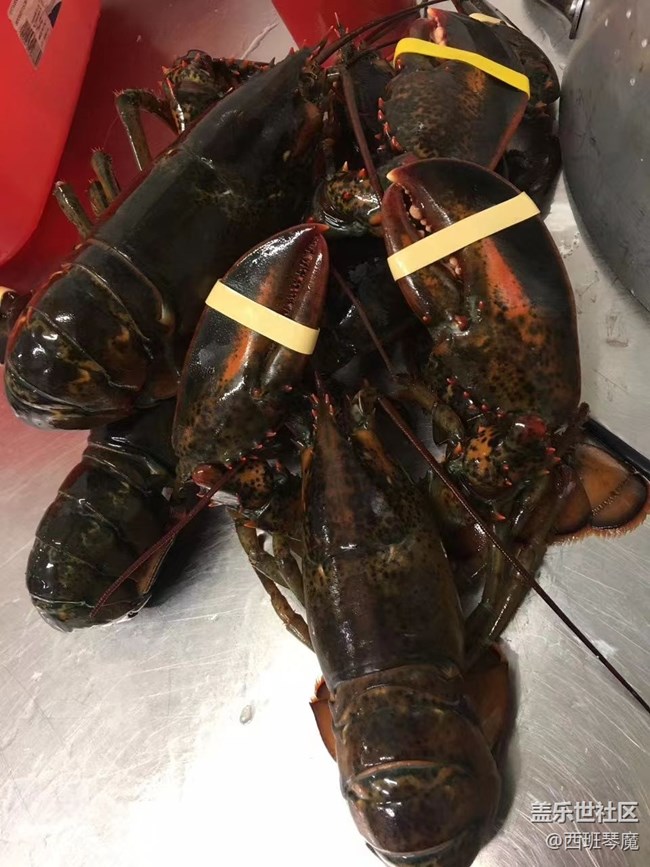 【身边的小动物】大龙虾