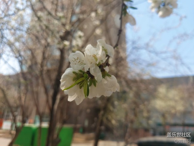 【风和日丽】花香叶美