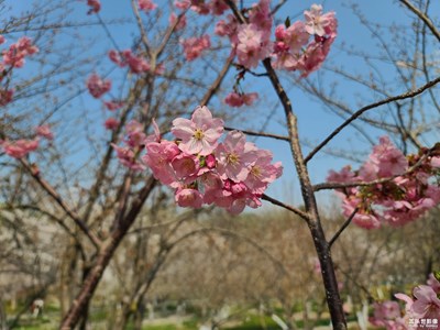 春花烂漫