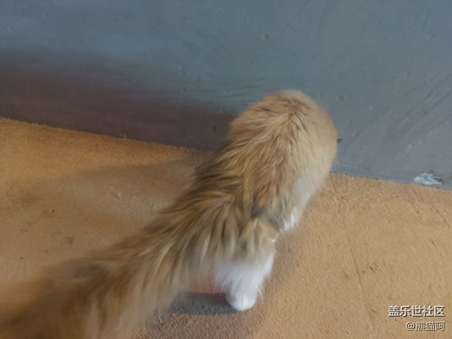 【身边的小动物】不安分的猫咪