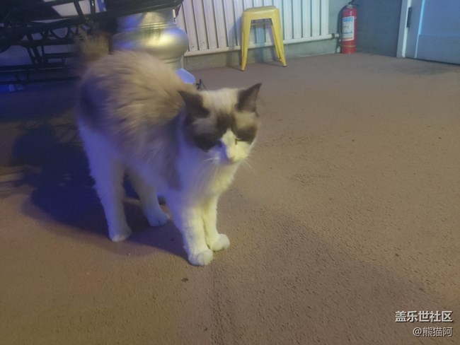 【身边的小动物】不安分的猫咪