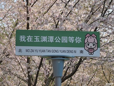 玉樱春晓
