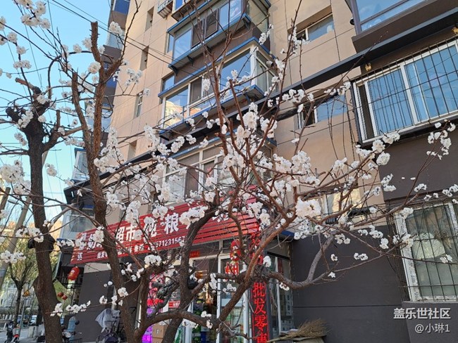 【生机盎然】桃花朵朵开