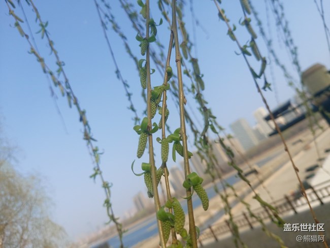 【风和日丽】花香叶美
