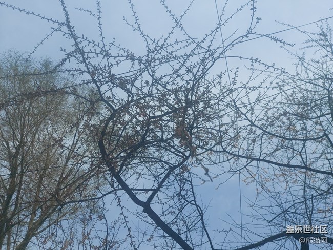 【哈尔滨之春】丰富的植物