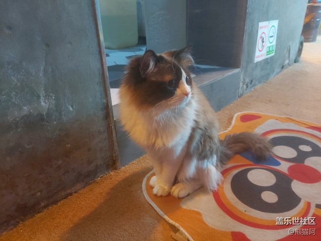 【身边的小动物】不安分的猫咪