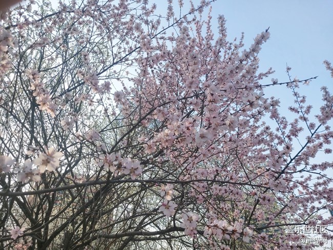 【风和日丽】花香叶美