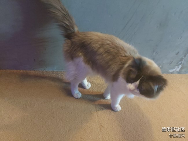 【身边的小动物】不安分的猫咪