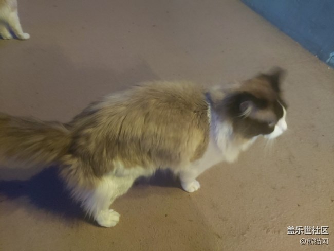 【身边的小动物】不安分的猫咪