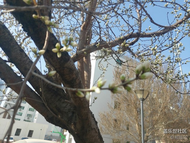 【哈尔滨之春】丰富的植物