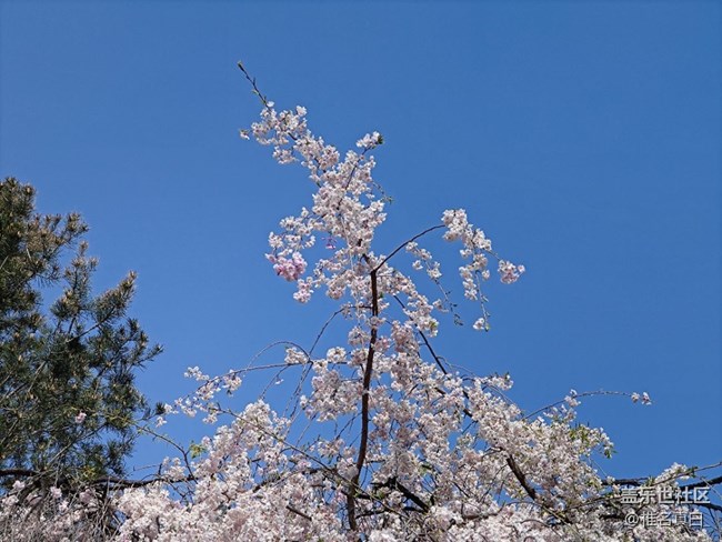 【初夏】樱花和云