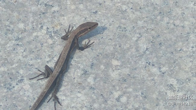 【身边的小动物】四脚蛇