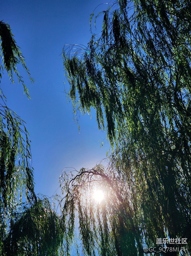 【风和日丽】+露营的景与可爱的小羊咩咩