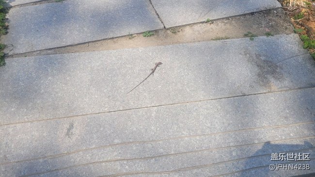 【身边的小动物】四脚蛇