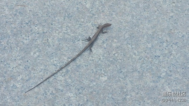 【身边的小动物】四脚蛇