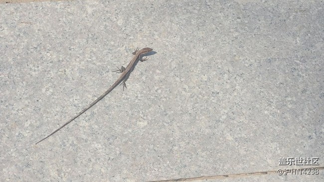 【身边的小动物】四脚蛇