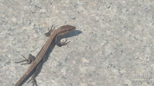 【身边的小动物】四脚蛇