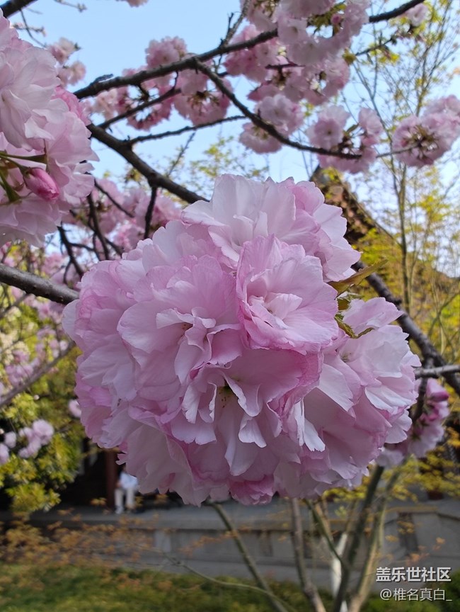 【初夏】樱花和云