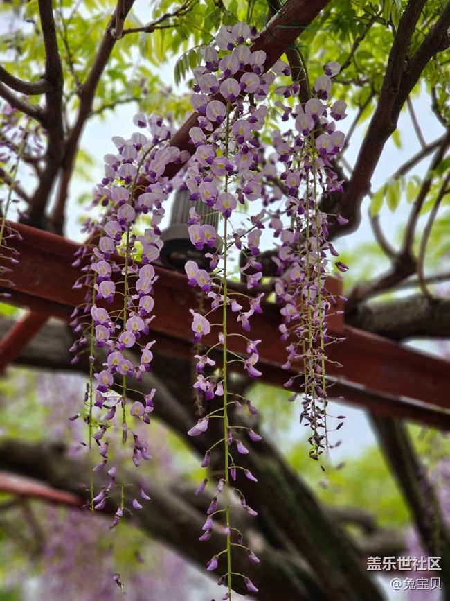 #路过风景线——紫藤花