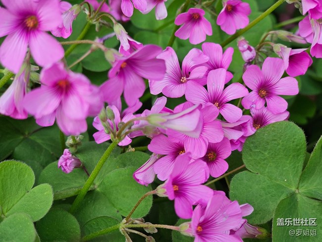 #路过风景线——花与蜜蜂