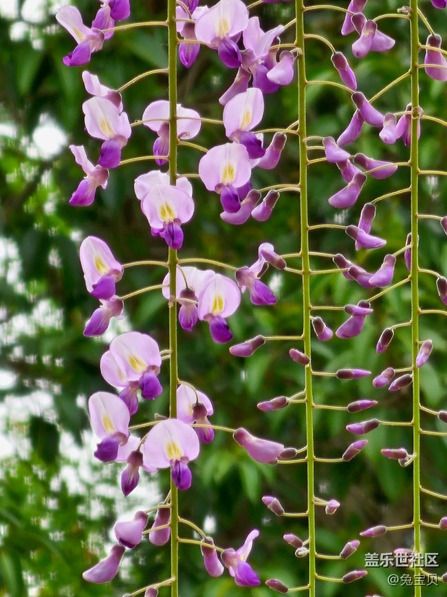 #路过风景线——紫藤花
