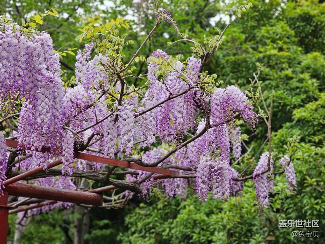 #路过风景线——紫藤花