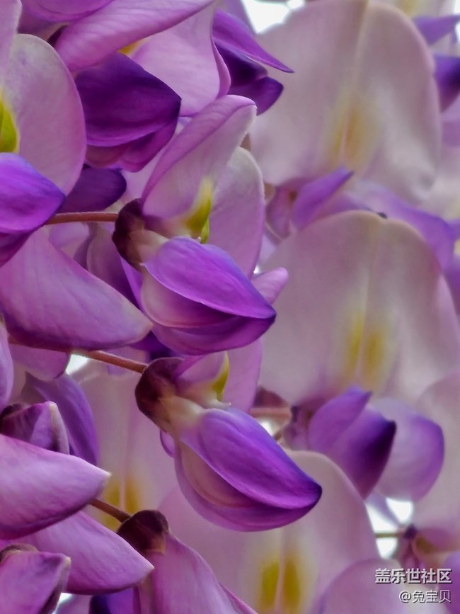 #路过风景线——紫藤花